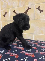 Chipper, a male Giant Schnauzer for sale in Millen, GA – Photo 7 of 10