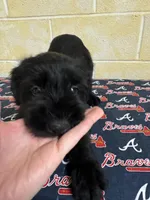 Chipper, a male Giant Schnauzer for sale in Millen, GA – Photo 3 of 10