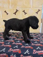 Chipper, a male Giant Schnauzer for sale in Millen, GA – Photo 10 of 10