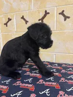 Chipper, a male Giant Schnauzer for sale in Millen, GA – Photo 9 of 10