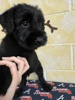 Chipper, a male Giant Schnauzer for sale in Millen, GA – Photo 1 of 10