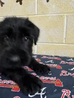 Chipper, a male Giant Schnauzer for sale in Millen, GA – Photo 4 of 10