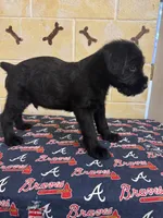 Chipper, a male Giant Schnauzer for sale in Millen, GA – Photo 8 of 10