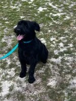 Rhea, a female Giant Schnauzer for sale in Millen, GA – 7 of 9