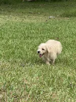 Ranger- Mini Schnoodle, a male Schnoodle for sale in Millen, GA – 9 of 10