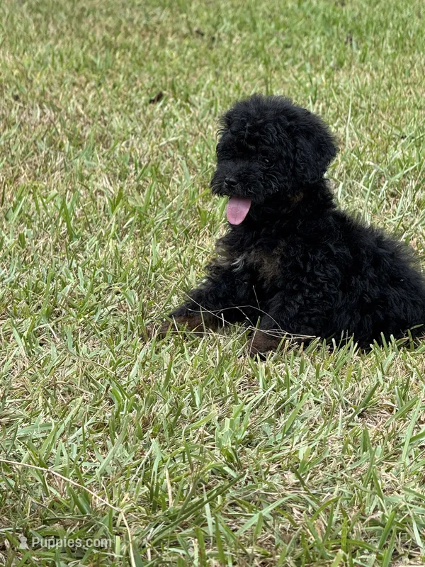 Lexie – Schnoodle puppy for sale in Millen, GA