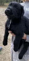 Bill, a male Giant Schnauzer for sale in Millen, GA – Photo 3 of 6