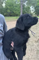 Bill, a male Giant Schnauzer for sale in Millen, GA – Photo 2 of 6