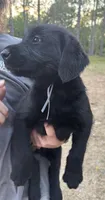 Bill, a male Giant Schnauzer for sale in Millen, GA – Photo 4 of 6