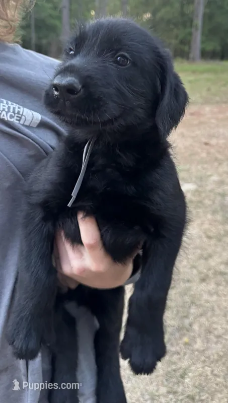 Bill – Giant Schnauzer puppy for sale in Millen, GA