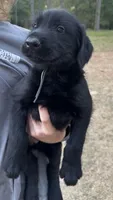 Bill, a male Giant Schnauzer for sale in Millen, GA – Photo 1 of 6
