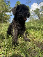 Duke, a male Miniature Schnauzer for sale in Millen, GA – 7 of 10