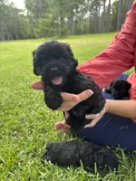Echo, a female Schnoodle for sale in Millen, GA – 6 of 7