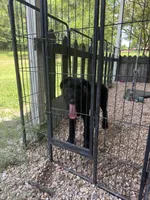 Bee, a female Giant Schnauzer for sale in Millen, GA – 4 of 5