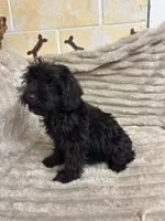 Echo, a female Schnoodle for sale in Millen, GA – 9 of 10