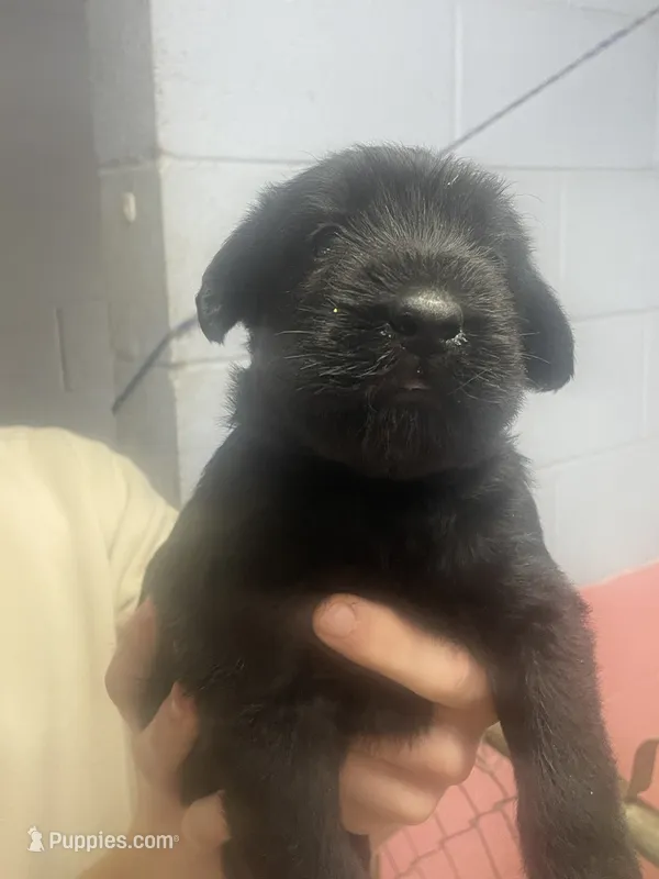 Ruby – Giant Schnauzer puppy for sale in Millen, GA
