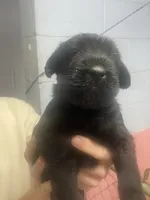 Ruby, a female Giant Schnauzer for sale in Millen, GA – 1 of 4