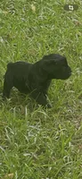 Echo, a female Schnoodle for sale in Millen, GA – 3 of 8