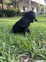 Echo, a female Schnoodle for sale in Millen, GA – 4 of 7