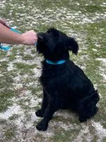 Rhea, a female Giant Schnauzer for sale in Millen, GA – 9 of 9