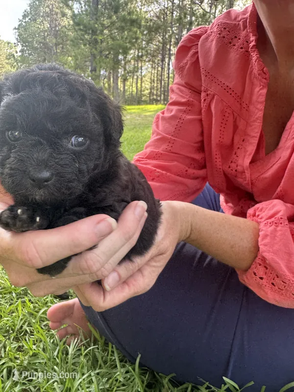 Snickers – Poodle - Miniature  puppy for sale in Millen, GA