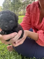 Snickers, a female Poodle - Miniature  for sale in Millen, GA – 1 of 5