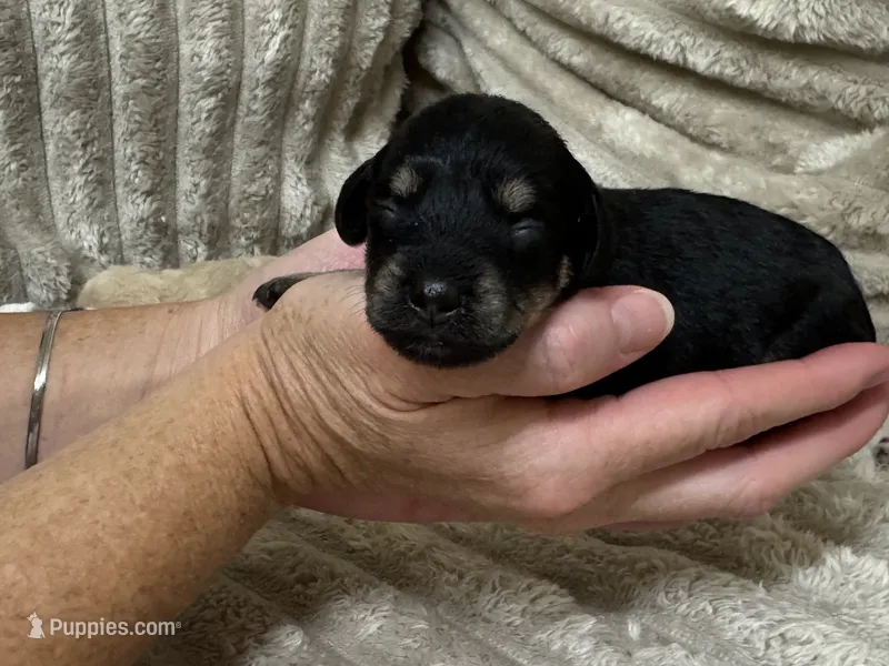 Ada  – Miniature Schnauzer puppy for sale in Millen, GA