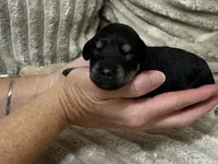 Ada , a female Miniature Schnauzer for sale in Millen, GA – 1 of 2
