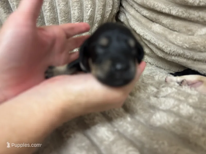 Fisher – Miniature Schnauzer puppy for sale in Millen, GA