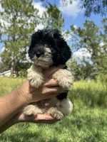 Chief, a male Miniature Schnauzer for sale in Millen, GA – 9 of 10