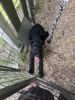 Bee, a female Giant Schnauzer for sale in Millen, GA – 5 of 5