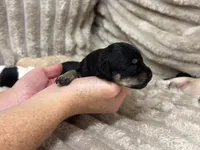 Fisher, a male Miniature Schnauzer for sale in Millen, GA – 4 of 4