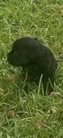 Pickles, a female Schnoodle for sale in Millen, GA – 6 of 8