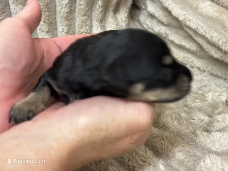 Fisher – Miniature Schnauzer puppy for sale in Millen, GA