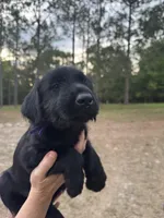 Penelope, a female Giant Schnauzer for sale in Millen, GA – Photo 3 of 7
