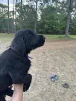 Penelope, a female Giant Schnauzer for sale in Millen, GA – Photo 4 of 7