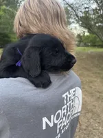 Penelope, a female Giant Schnauzer for sale in Millen, GA – Photo 5 of 7