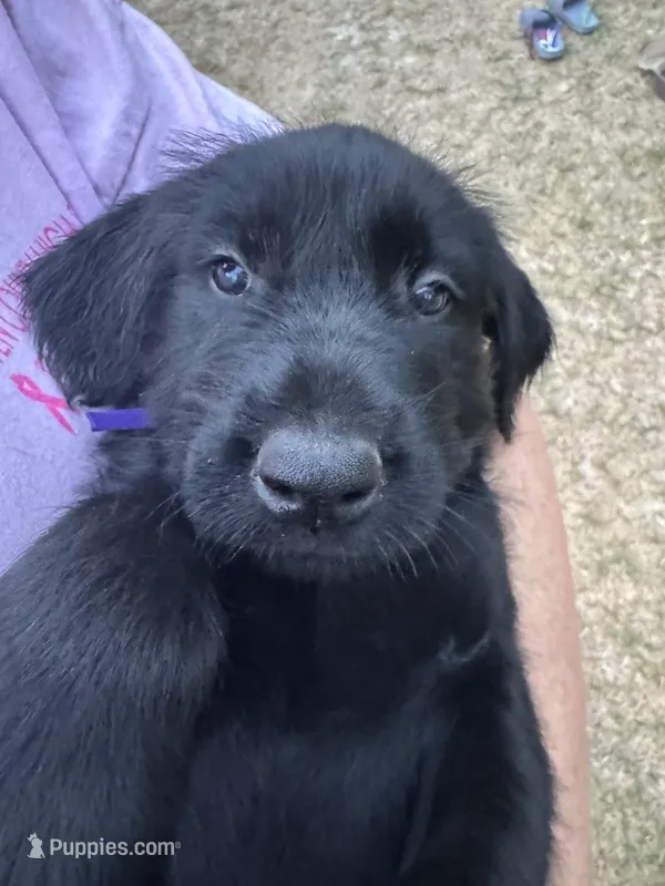 Penelope – Giant Schnauzer puppy for sale in Millen, GA