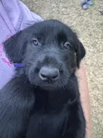 Penelope, a female Giant Schnauzer for sale in Millen, GA – Photo 1 of 7