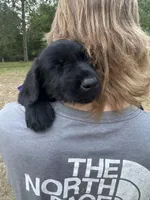 Penelope, a female Giant Schnauzer for sale in Millen, GA – Photo 2 of 7
