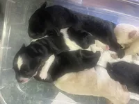 Chief, a male Miniature Schnauzer for sale in Millen, GA – 3 of 4