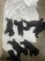 Ruby, a female Giant Schnauzer for sale in Millen, GA – 2 of 4