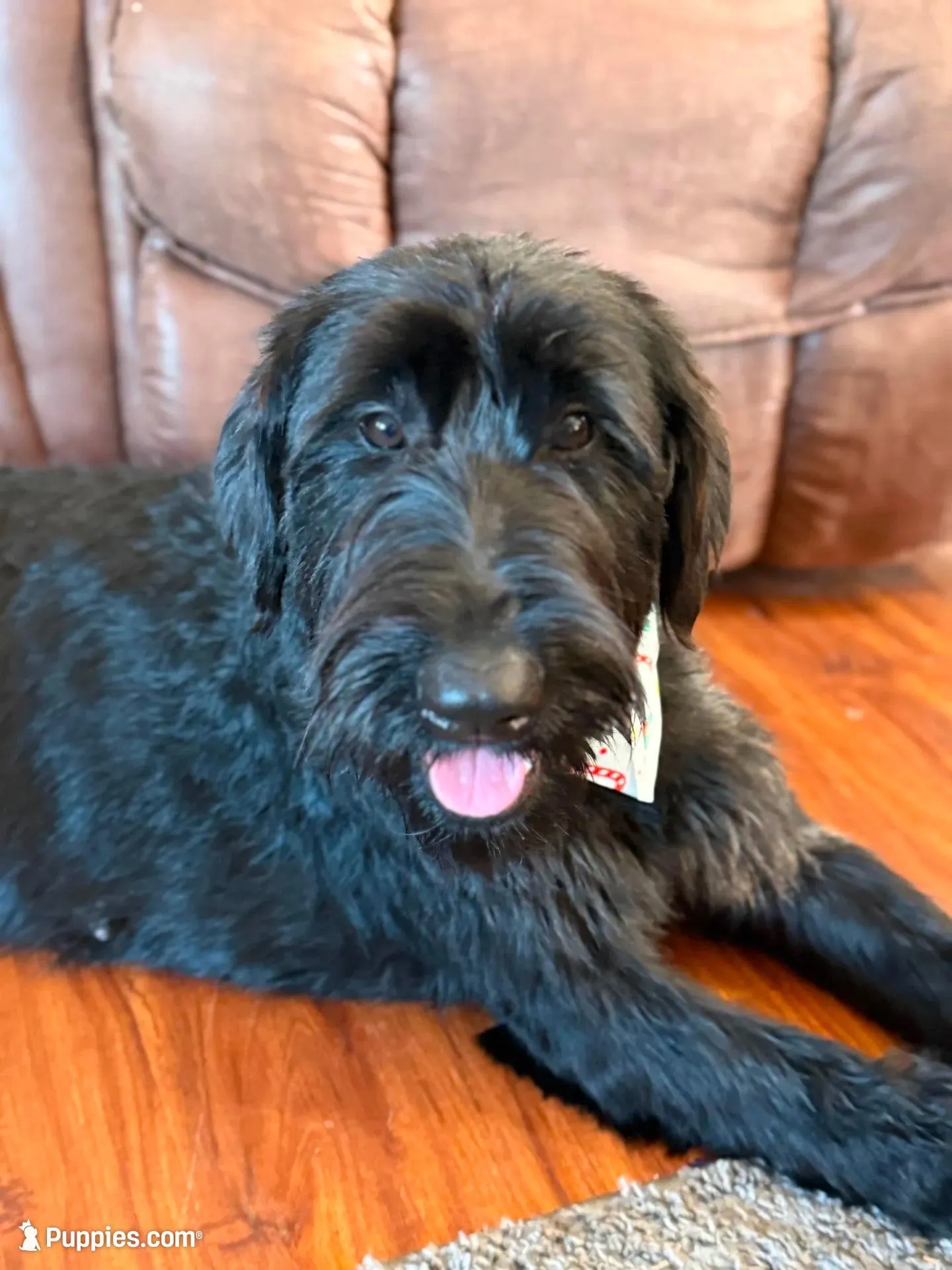 Pork Chop, a male Giant Schnauzer for sale in Millen, GA – Photo 8 of 8