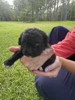 Lexi, a female Poodle - Miniature  for sale in Millen, GA – 5 of 6
