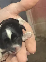 Chief, a male Miniature Schnauzer for sale in Millen, GA – 1 of 4