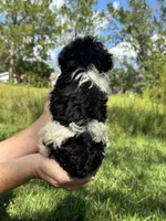 Chief, a male Miniature Schnauzer for sale in Millen, GA – 3 of 10