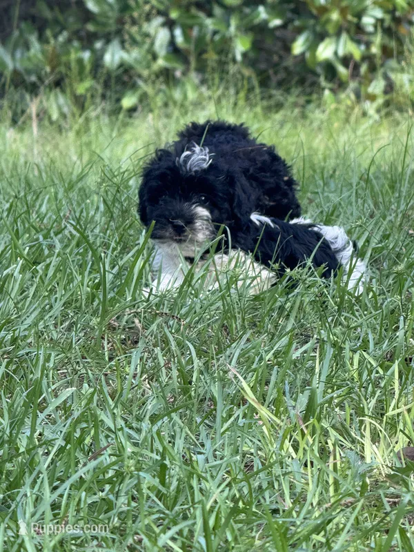 Chief – Miniature Schnauzer puppy for sale in Millen, GA