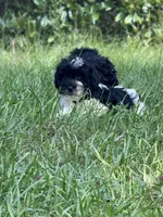 Chief, a male Miniature Schnauzer for sale in Millen, GA – 1 of 10