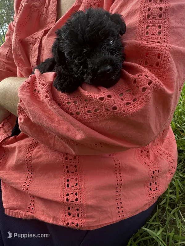 Pickles – Schnoodle puppy for sale in Millen, GA