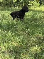 Duke, a male Miniature Schnauzer for sale in Millen, GA – 9 of 10